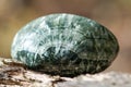 Green polished Seraphinite specimen from Eastern Siberia in Russia on fibrous tree bark in the forest. Gem quality clinochlore