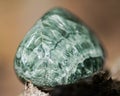Green polished Seraphinite specimen from Eastern Siberia in Russia on fibrous tree bark in the forest. Gem quality clinochlore