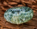 Green polished Seraphinite specimen from Eastern Siberia in Russia on fibrous tree bark. Gem quality clinochlore of