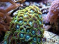 Green Polyp Royalty Free Stock Photo