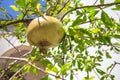 Pomegrante fruit on the tree. Royalty Free Stock Photo