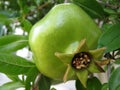 Green pomegranate
