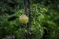 Ripe pomegranate fruit and trunk of the tree/Dalim fal Royalty Free Stock Photo