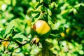 Green Pomegranate Fruits Tree