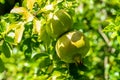 Green Pomegranate Fruits Tree