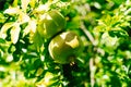 Green Pomegranate Fruits Tree