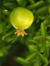 Green pomegranate growing on tree