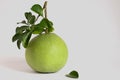 Green pomelo with branches and leaves Isolated on white background Royalty Free Stock Photo