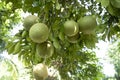 Green Pomelo (Citrus grandis) Pomelos are the most prominent fruits oranges hanging on the tree branch Royalty Free Stock Photo