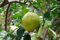 Green pomelo fruit growing on a branch in Vietnam Royalty Free Stock Photo