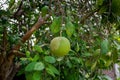 A green Pomelo fruit hanging on the tree. Also call green Grapefruit