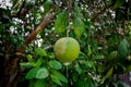 A green Pomelo fruit hanging on the tree. Also call green Grapefruit