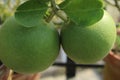 Green `pomelo` or `pummelo` or `Citrus maxima` lemon growing under daylight.
