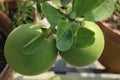 Green `pomelo` or `pummelo` or `Citrus maxima` lemon growing under daylight.