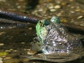 Green Pond Frog half in the water half out