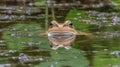 Green Pond Frog Head Peeking Above Water Surface Royalty Free Stock Photo