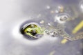 Green pond frog looks out of the water. Royalty Free Stock Photo