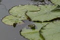 Green pond frog or rana amphibian species aquatic animal basking in the sun on lily pad, South park Royalty Free Stock Photo