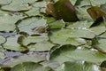 Green pond frog or rana amphibian species aquatic animal basking in the sun on lily pad, South park Royalty Free Stock Photo