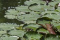 Green pond frog or rana amphibian species aquatic animal basking in the sun on lily pad, South park Royalty Free Stock Photo