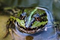 Green pond frog Rana esculenta in water, sitting on a sand stone in a small home made garden pond, close-up onto the frog eye, Royalty Free Stock Photo