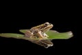 Green pond frog reflection amphibian