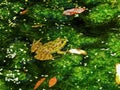 Green pond frog reflection water lily surface. Frog in Pond. Royalty Free Stock Photo