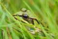 Green pond frog is sitting in the grass.