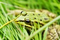 Green pond frog is sitting in the grass