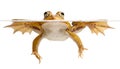 Green pond frog swimming isolated spring time Royalty Free Stock Photo