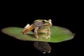 Green pond frog on water lily leaf reflection