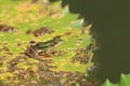 Green Pond Frog and Water Lily leaf Royalty Free Stock Photo