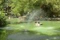 Green pond in Seville park Royalty Free Stock Photo