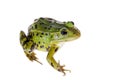 Green Pool Frog on white, Pelophylax lessonae Royalty Free Stock Photo