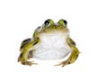 Green Pool Frog on white, Pelophylax lessonae Royalty Free Stock Photo