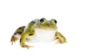 Green Pool Frog on white, Pelophylax lessonae Royalty Free Stock Photo