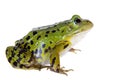 Green Pool Frog on white, Pelophylax lessonae Royalty Free Stock Photo