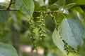 Green poplar earrings buds. The concept of Allergy