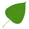 Green poplar leaf vector illustration on white background