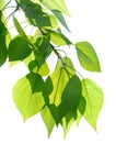 Green poplar leaves isolated