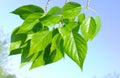 Green poplar leaves on sky