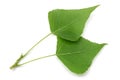 Fresh poplar leaves Royalty Free Stock Photo