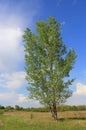 Green poplar tree