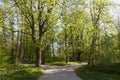 green poplars in the spring season in the forest Royalty Free Stock Photo