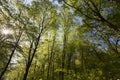 green poplars in the spring season in the forest Royalty Free Stock Photo