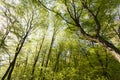 green poplars in the spring season in the forest Royalty Free Stock Photo