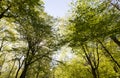 green poplars in the spring season in the forest Royalty Free Stock Photo
