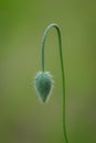 Green poppy bud on green background Royalty Free Stock Photo