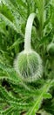 green poppy bud in green leaves Royalty Free Stock Photo