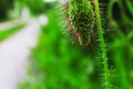 green poppy bud on nature background in summer garden Royalty Free Stock Photo